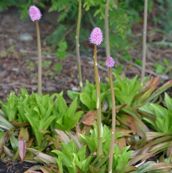 Blühende Persicaria affinis im Garten