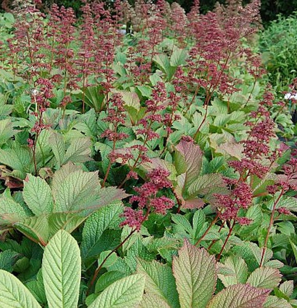 Nahaufnahme von Rodgersia-Pflanzen mit Blütenständen und Blättern im Garten.