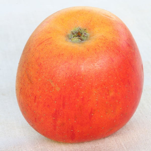 Apfel
