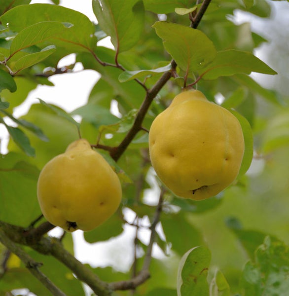 Zwei Quittenfrüchte hängen an einem Zweig mit Blättern