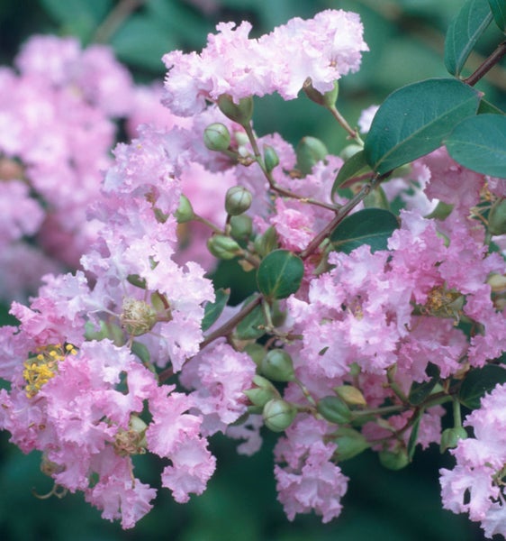 Nahaufnahme einer Lagerströmie mit zarten Blüten und grünen Blättern.