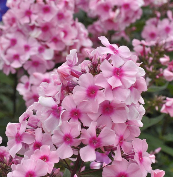 Nahaufnahme von rosafarbenen Flammenblumen im Garten