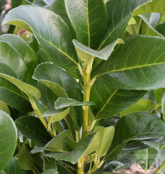 Immergrüne Heckenpflanze mit dichten, grünen Blättern.