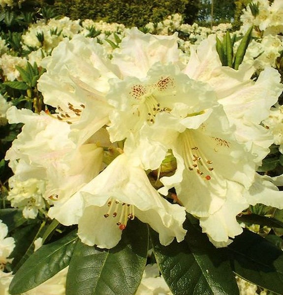 Nahaufnahme einer Rhododendronblüte