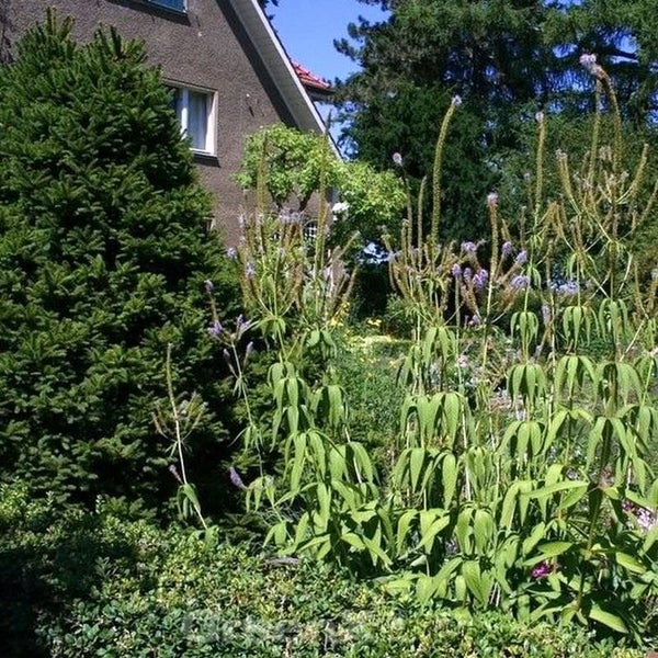 Gartenansicht mit Veronica longifolia Pflanzen und Bäumen vor einem Haus.