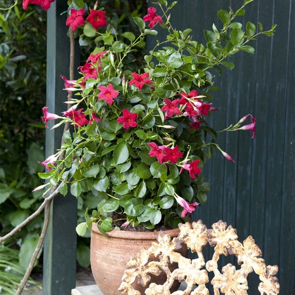 Mandevilla Sundaville – Chilenischer Jasmin – Schlingpflanze – Rot – ⌀19 cm – ↕65-75 cm