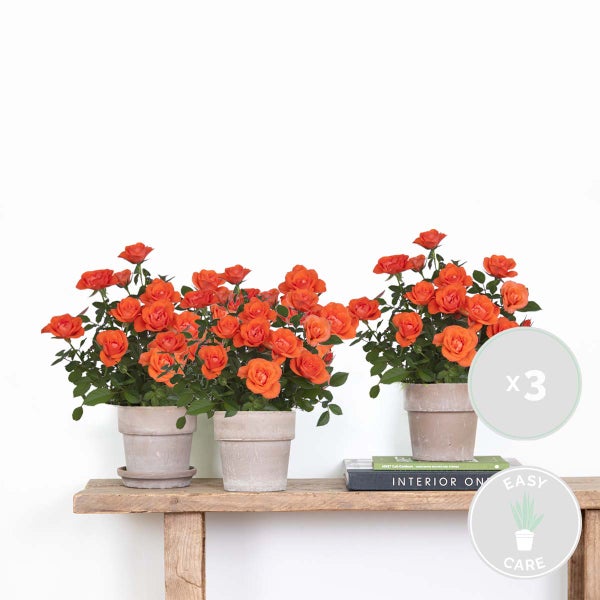 Bloomique - 3er-Set - Topfrosen Orange - Für drinnen und draußen geeignet - Zimmerpflanzen - Gartenpflanzen - Terrassenpflanzen - Winterhart - 20-30 cm Hoch - Topf 12 cm