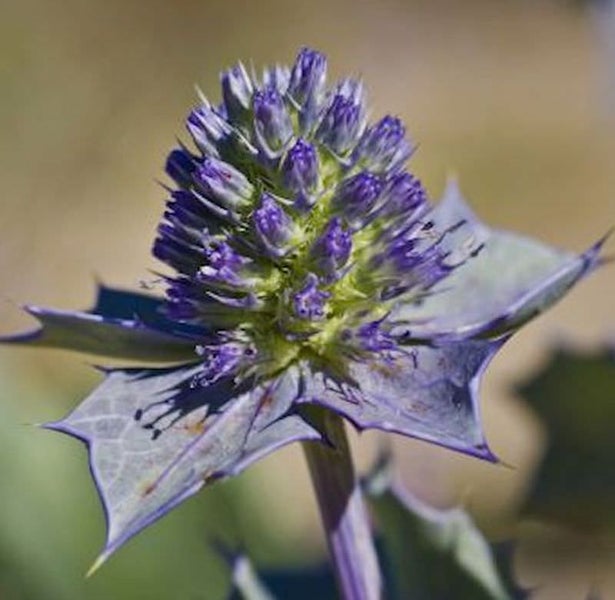 Nahaufnahme einer Mannstreu Pflanze