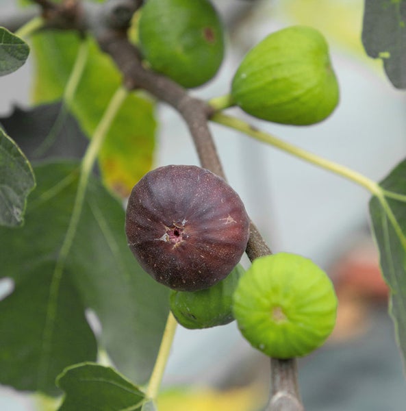 Reife und unreife Feigen am Feigenbaum