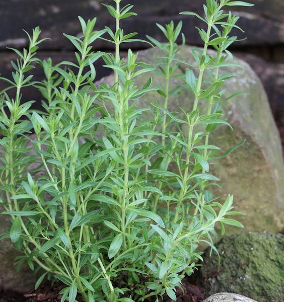 Strauch mit grünen Blättern