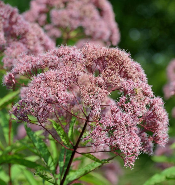 Nahaufnahme einer rosa blühenden Staude im Garten.