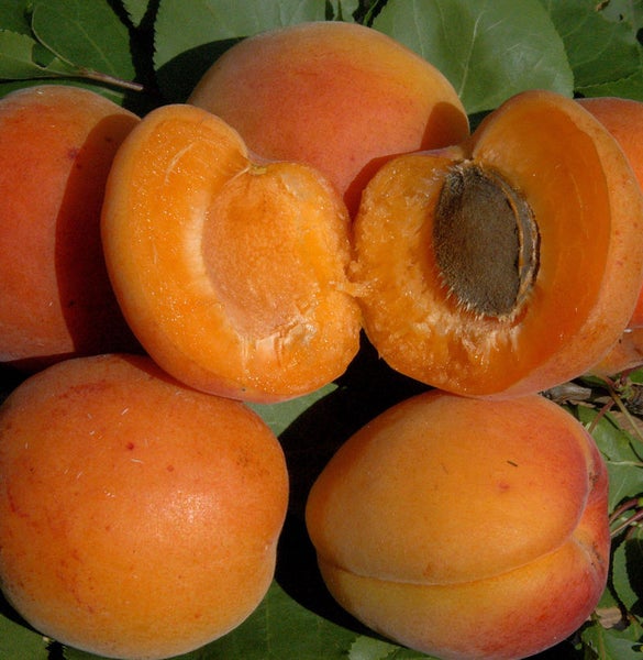 Mehrere Aprikosen, eine halbiert mit Kern