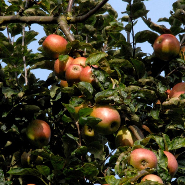 Apfelbaum mit reifen Äpfeln an den Ästen