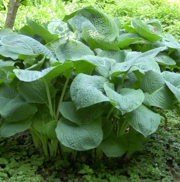 Funkie Pflanze mit großen Blättern im Garten
