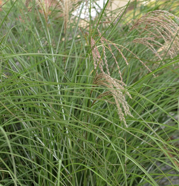 Chinaschilf im Garten