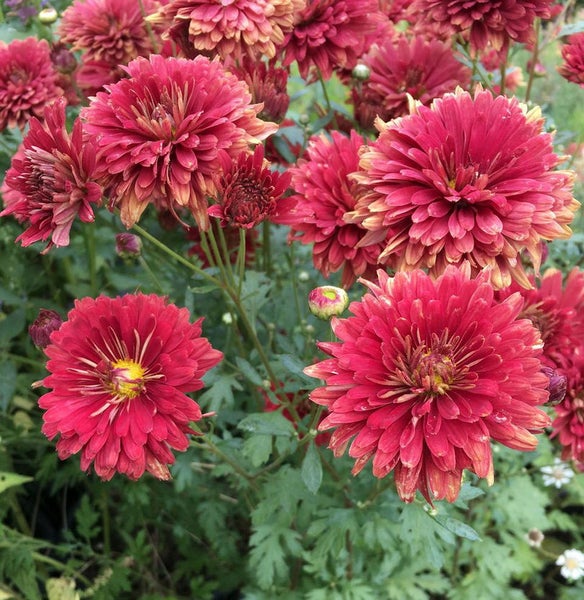Nahaufnahme von rot blühenden Chrysanthemen im Garten