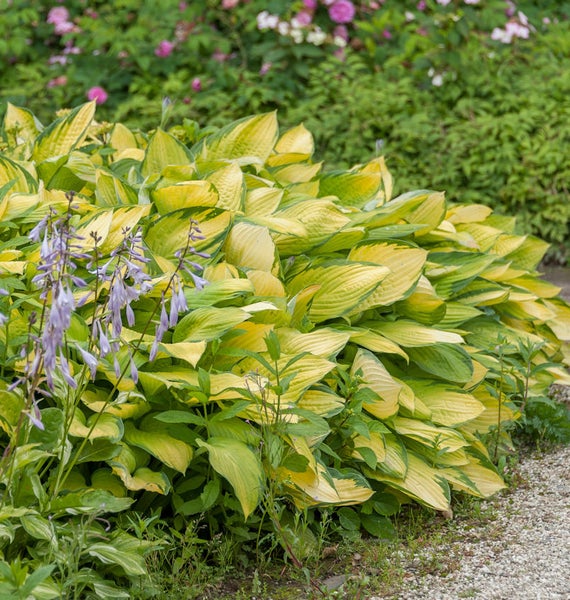 Funkien Pflanze im Gartenbeet