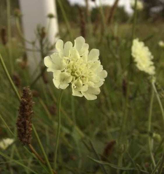 Nahaufnahme einer hellen Skabiose im Garten