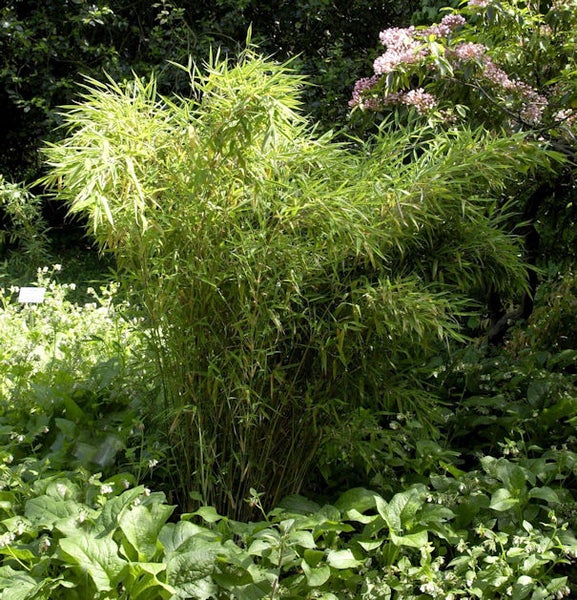 Bambuspflanze im Garten