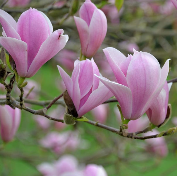 Nahaufnahme von rosa Magnolienblüten an einem Ast