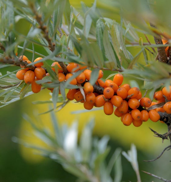 Zweig mit Sanddornbeeren und Blättern