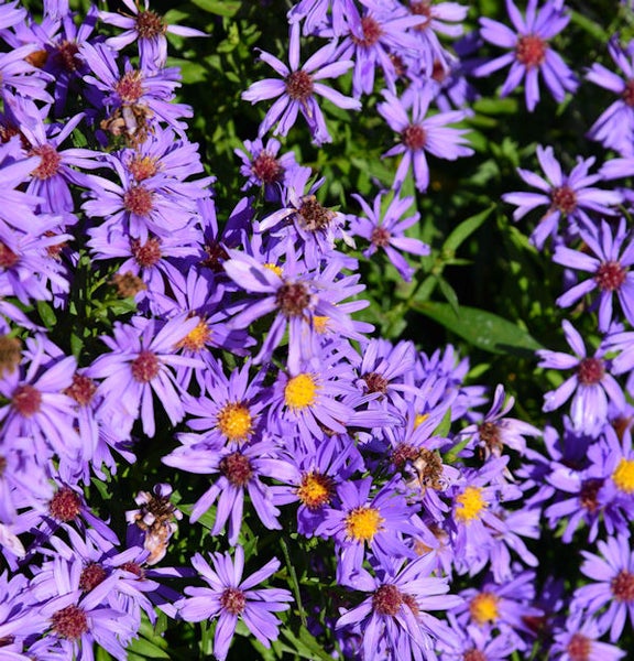 Nahaufnahme von lila Raublatt-Astern im Garten.