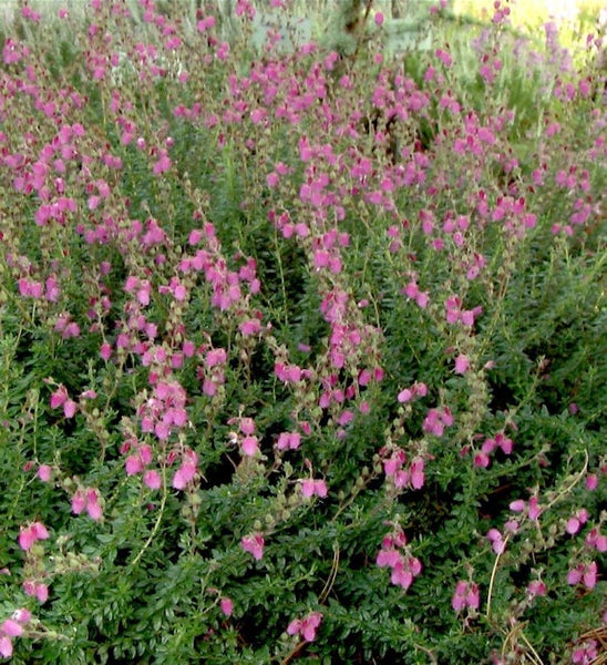 Blühende Besenheidepflanze mit rosa Blüten