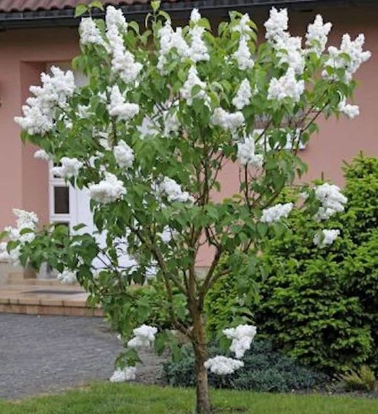 Blühender Fliederbaum mit weißen Blüten im Garten