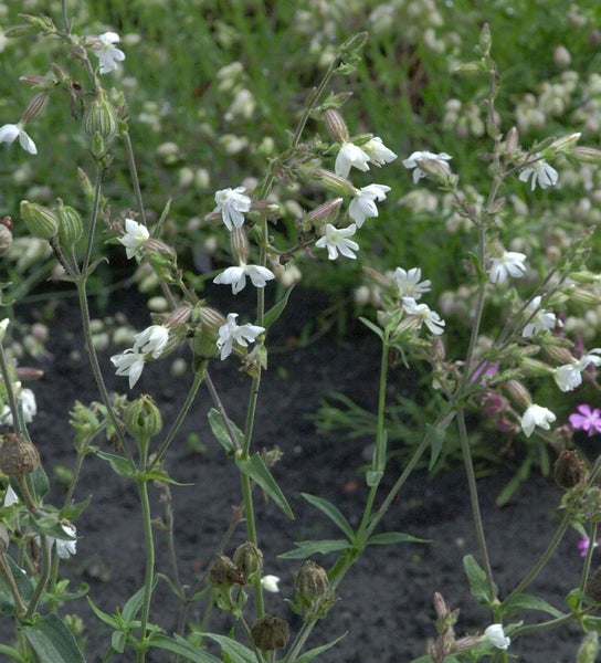 Nahaufnahme von Kaukasischem Leimkraut mit weißen Blüten