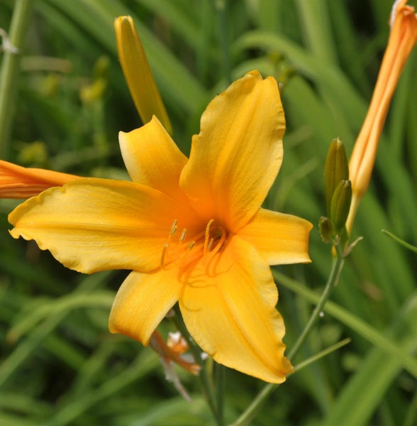 Gelbe Taglilienblüte im Garten