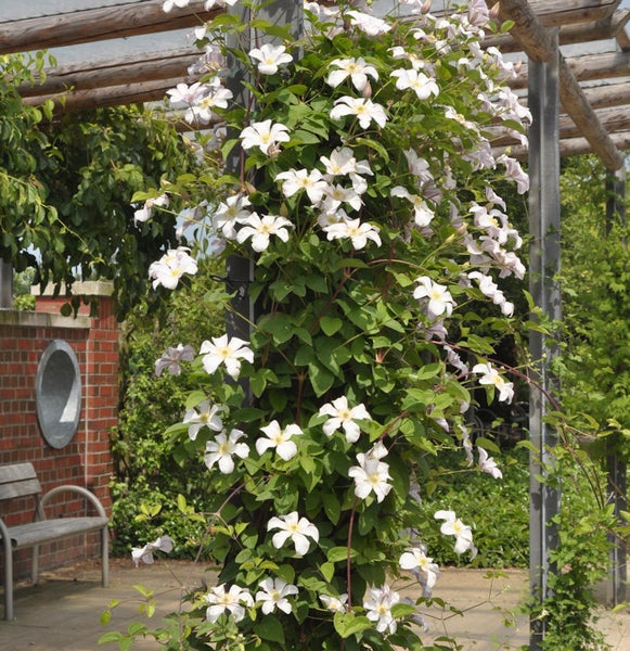 Kletterpflanze mit weißen Blüten umrankt eine Pergola im Garten.