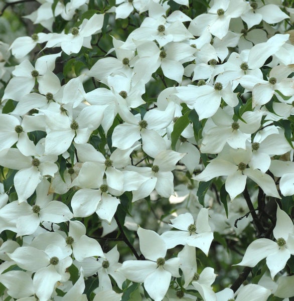 Blütenreicher Blumenhartriegel