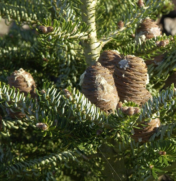 Nahaufnahme von Zapfen einer Koreatanne