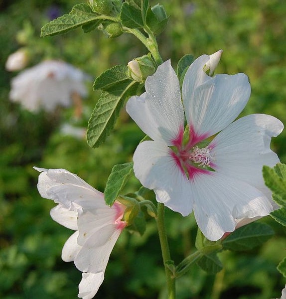 Nahaufnahme einer Moschus-Malve mit weißen Blüten und grünen Blättern