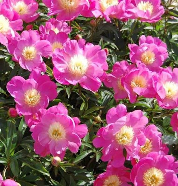 Nahaufnahme von Pfingstrosenblüten