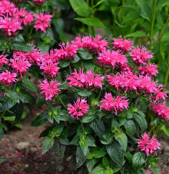 Monarda-Pflanze mit Blüten
