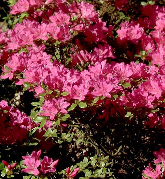 Nahaufnahme einer Azalee mit Blüten und Blättern