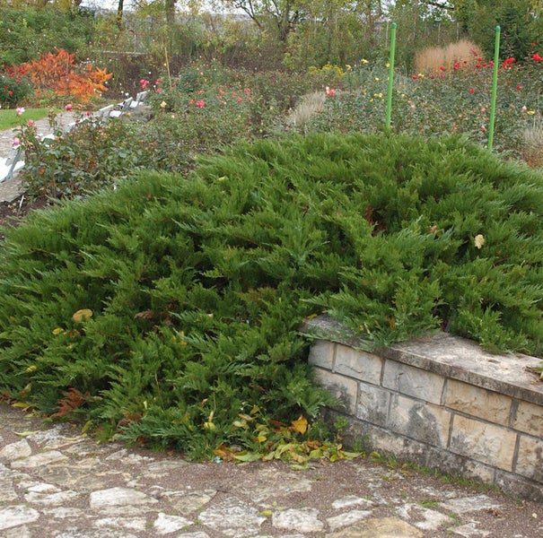 Wacholderbusch im Garten neben Steinmauer