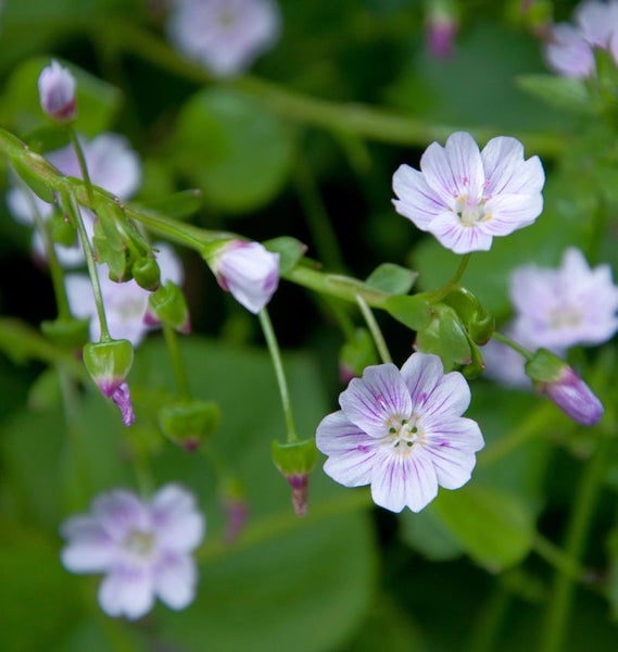 Nahaufnahme von Heide-Nelkenblüten mit gestreiften Blütenblättern und grünen Blättern