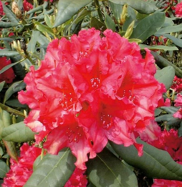 Rhododendronblüte mit grünen Blättern