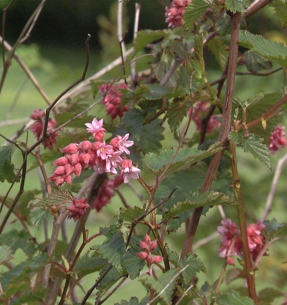 Nahaufnahme einer blühenden Scheinhasel mit Blättern