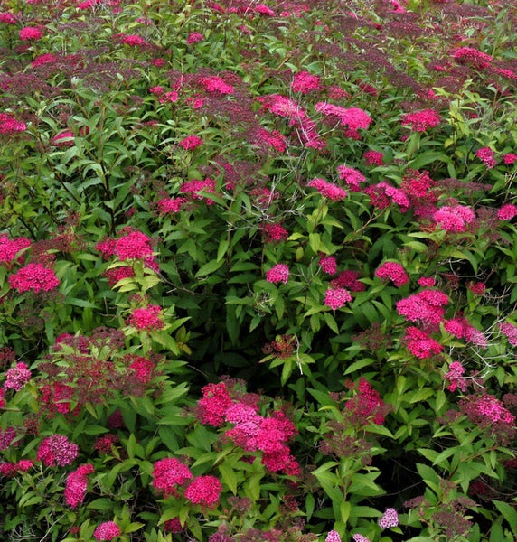 Spierstrauch mit grünen Blättern und rosafarbenen Blüten
