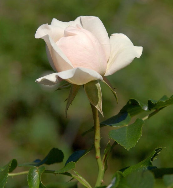 Nahaufnahme einer einzelnen, blassrosa Rose mit Stiel und Blättern