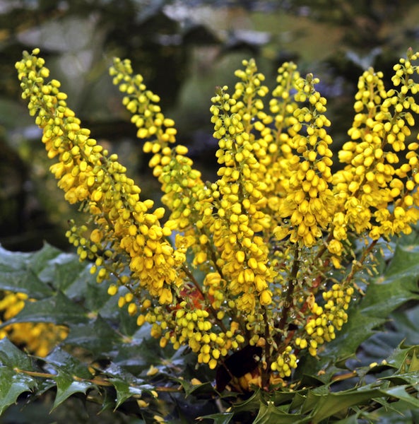 Blühende Mahonie Pflanze mit gelben Blüten