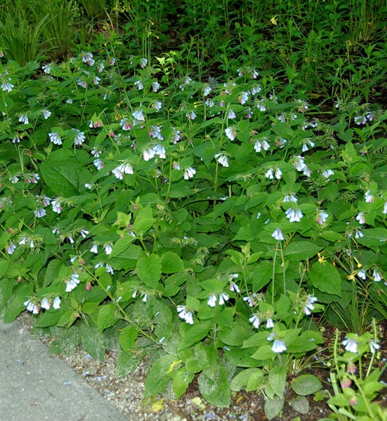 Nahaufnahme eines Beetes mit Beinwellpflanzen mit blau-weissen Blüten und grünen Blättern.
