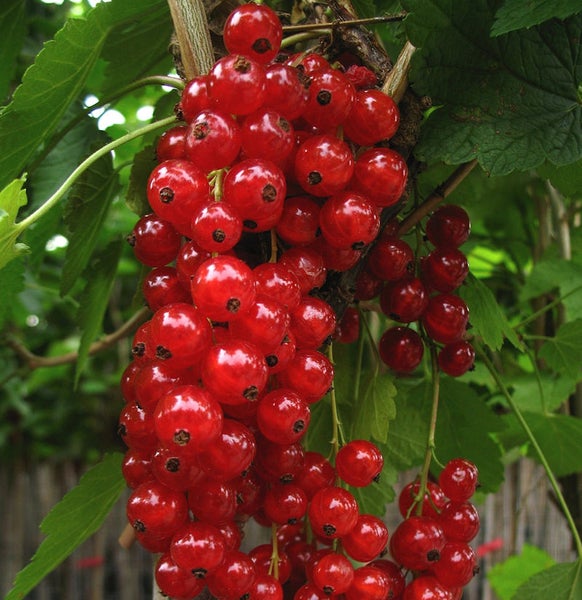 Rote Johannisbeeren am Strauch