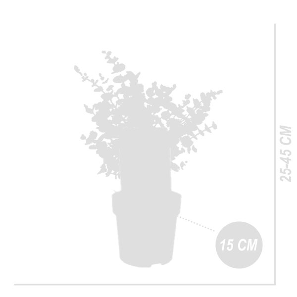 Bloomique - Eukalyptus Gunii Azura - Eukalyptus Pflanze - Winterharte Balkonpflanzen - Gartenpflanzen Winterhart - Höhe 25-45 cm - Topf 15 cm