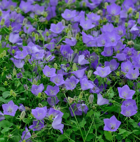 Blütenmeer von Campanula-Blüten im Garten.