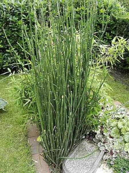 Schachtelhalm im Gartenbeet