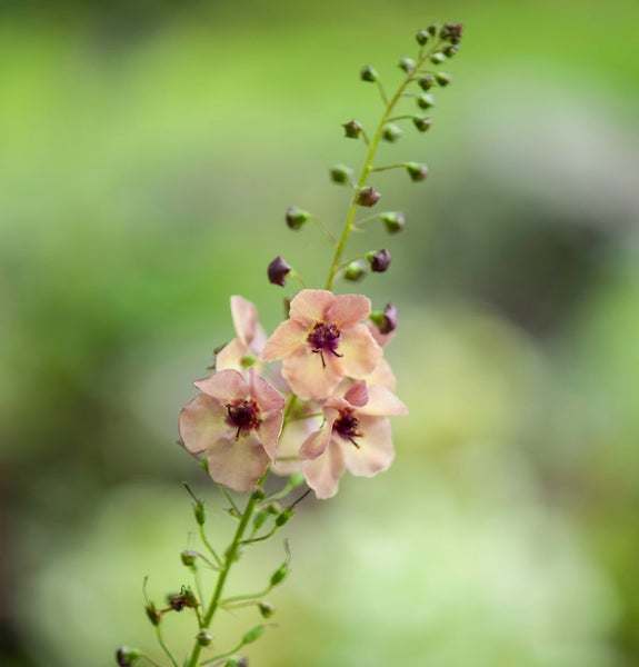 Nahaufnahme einer Königskerze mit hellen Blüten und dunkelvioletten Akzenten